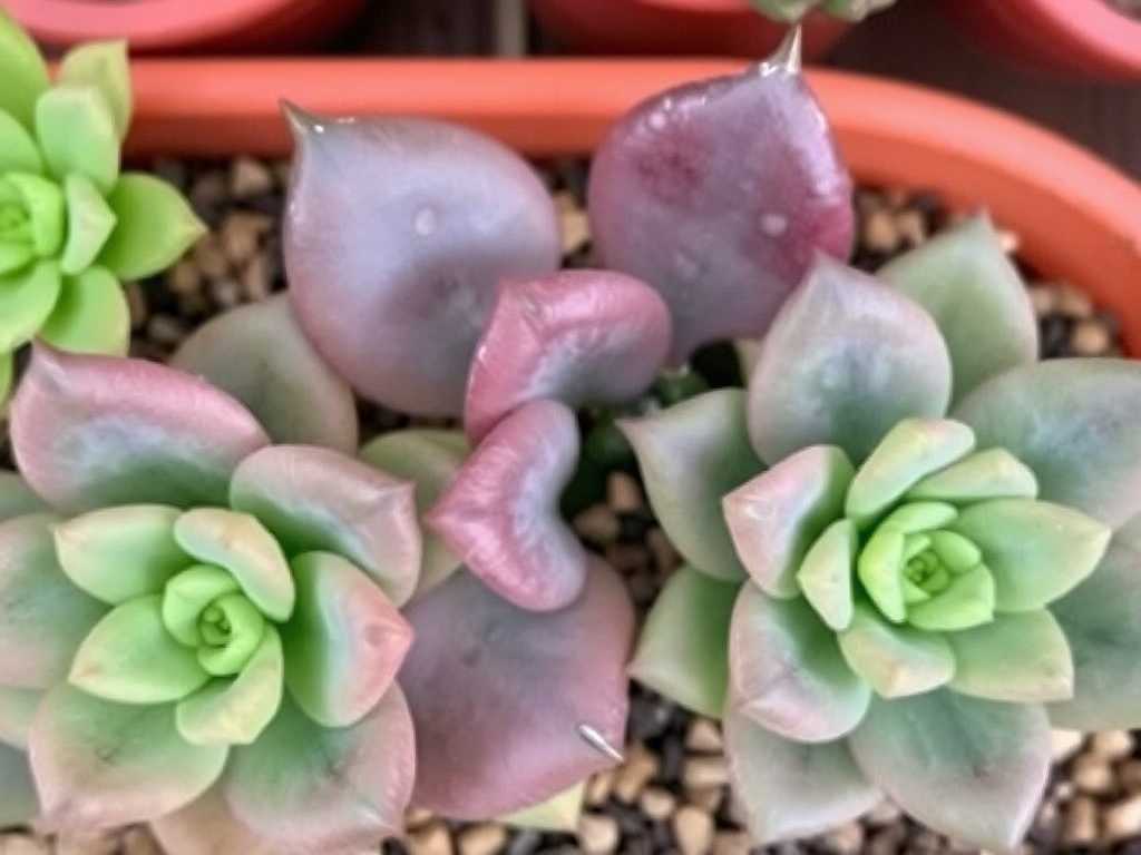 How to Quickly Recognize Cotyledon Tomentosa Varieties and Pachyphytum Oviferum Varieties?(1) How to Quickly Recognize Cotyledon Tomentosa Varieties and Pachyphytum Oviferum Varieties?(1)