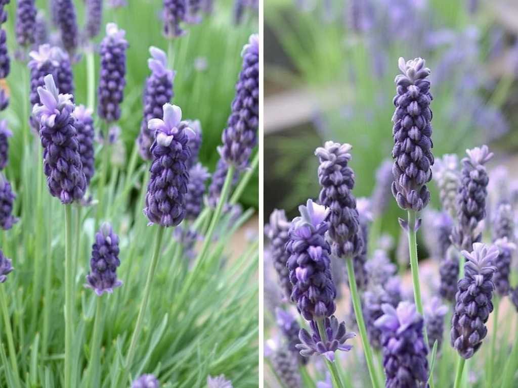 How to Quickly Recognize French Lavender Varieties and English Lavender Varieties?