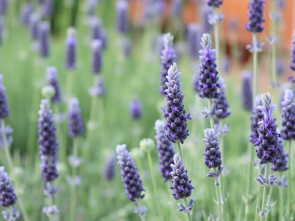 How to Care for French and English Lavender? Practical Cultivation Tips