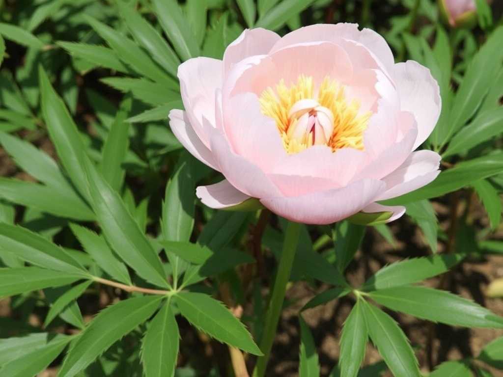 How to Care for Ornamental and Oil Peonies? Core Cultivation Guide