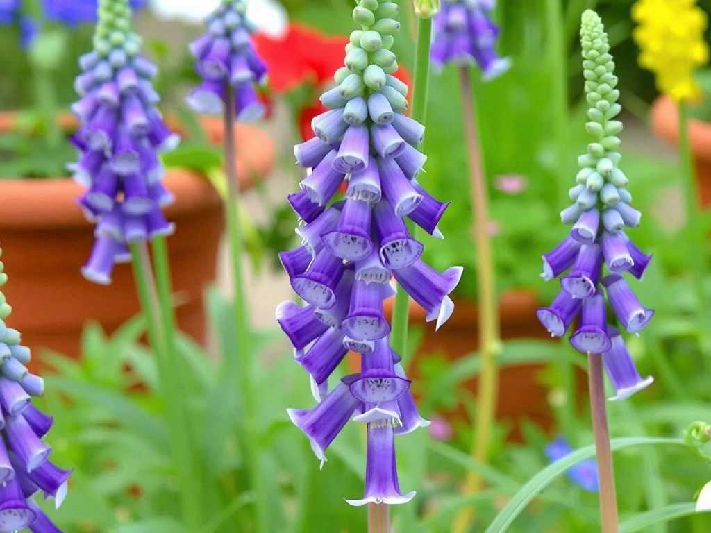 How to Care for Tall and Dwarf Delphiniums? Practical Cultivation Tips(1) How to Care for Tall and Dwarf Delphiniums? Practical Cultivation Tips(1)
