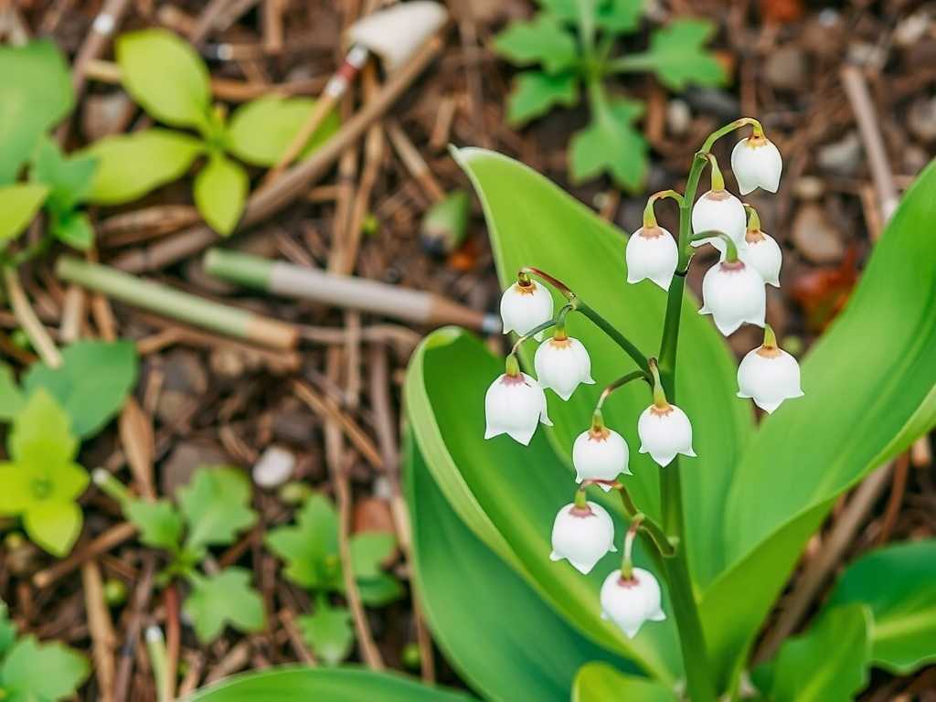 How to Care for Wild and Garden Lily of the Valley? Practical Care Tips(1)