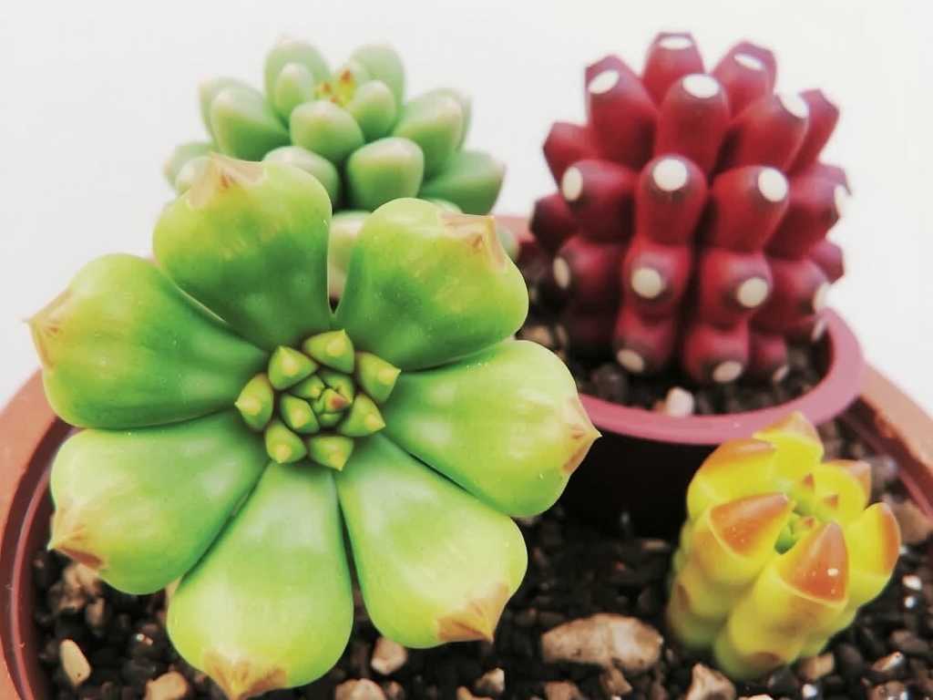 How to Care for Red and Yellow Christmas Cactus? Core Cultivation Guide(1)