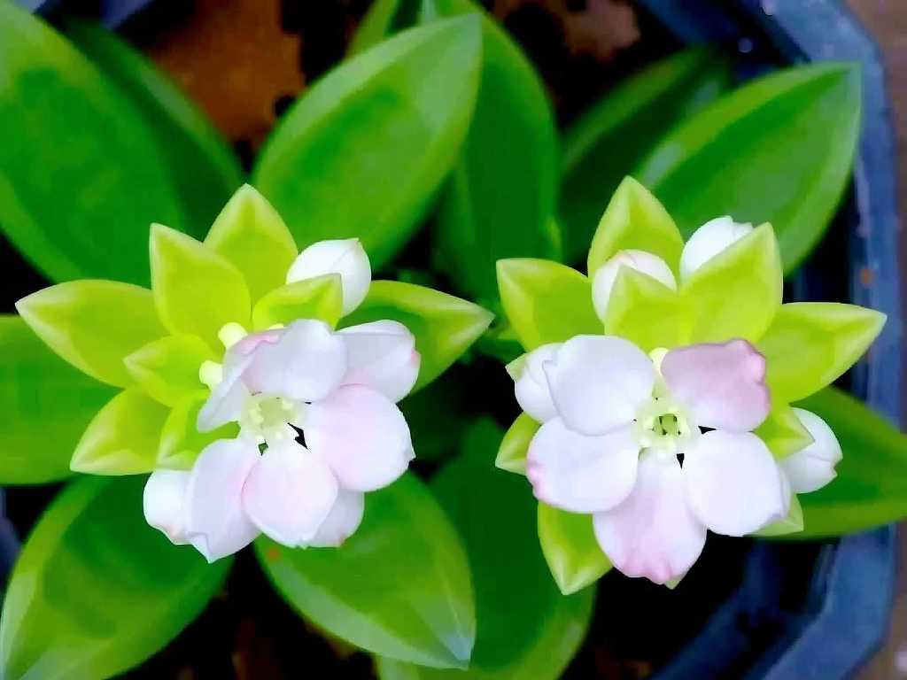 How to Care for Single and Double Kalanchoe? Practical Cultivation Tips(1)
