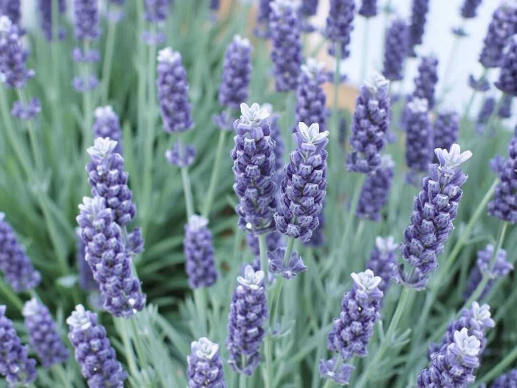 How to Care for Narrow-Leaved and Broad-Leaved Lavender? Practical Cultivation Tips How to Care for Narrow-Leaved and Broad-Leaved Lavender? Practical Cultivation Tips