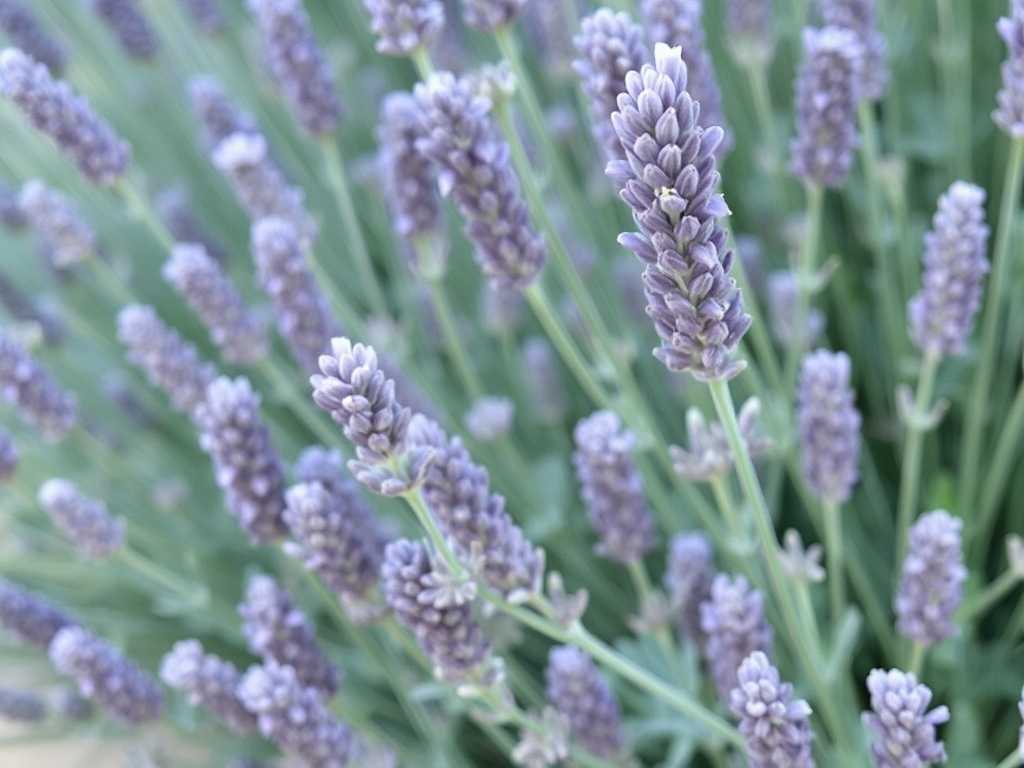 How to Care for Narrow-Leaved and Broad-Leaved Lavender? Practical Cultivation Tips(1) How to Care for Narrow-Leaved and Broad-Leaved Lavender? Practical Cultivation Tips(1)