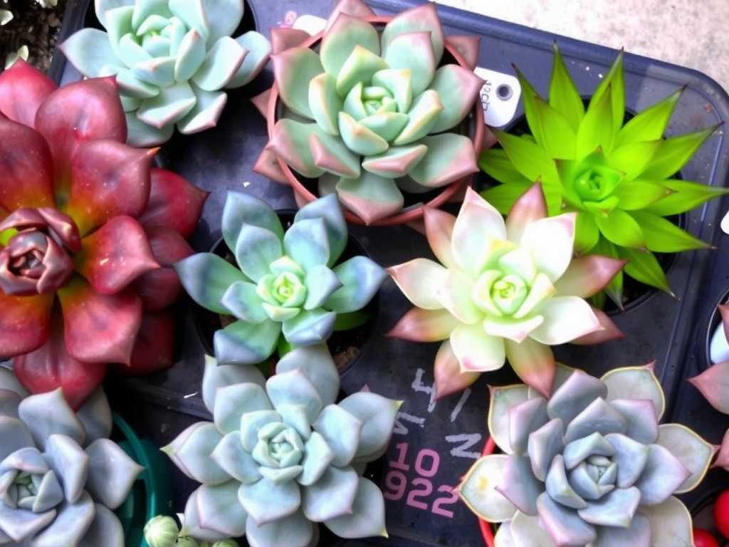 How to Care for Aizoaceae Succulents? Practical Tips for Popular Varieties(1)
