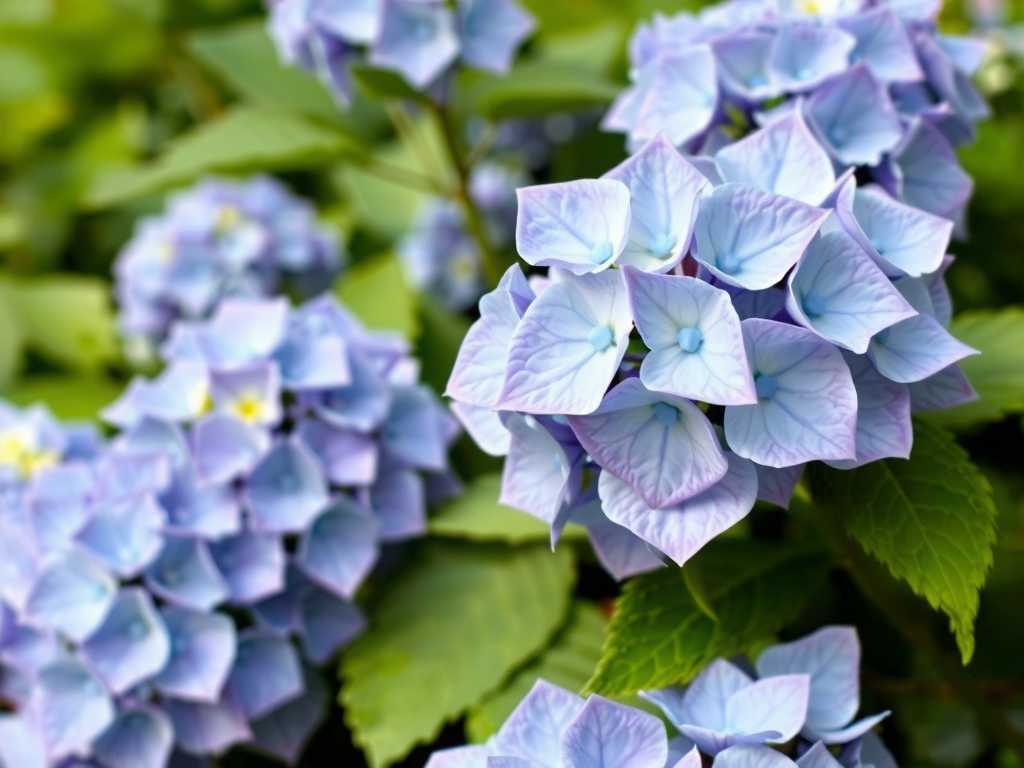 How to Care for Big-Flowered and Panicle Hydrangeas? Practical Care Tips(1)