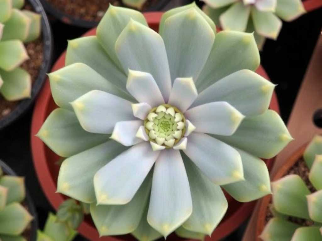 How to Care for 2 Major Marguerite Varieties? Cultivation Tips Sharing(1)