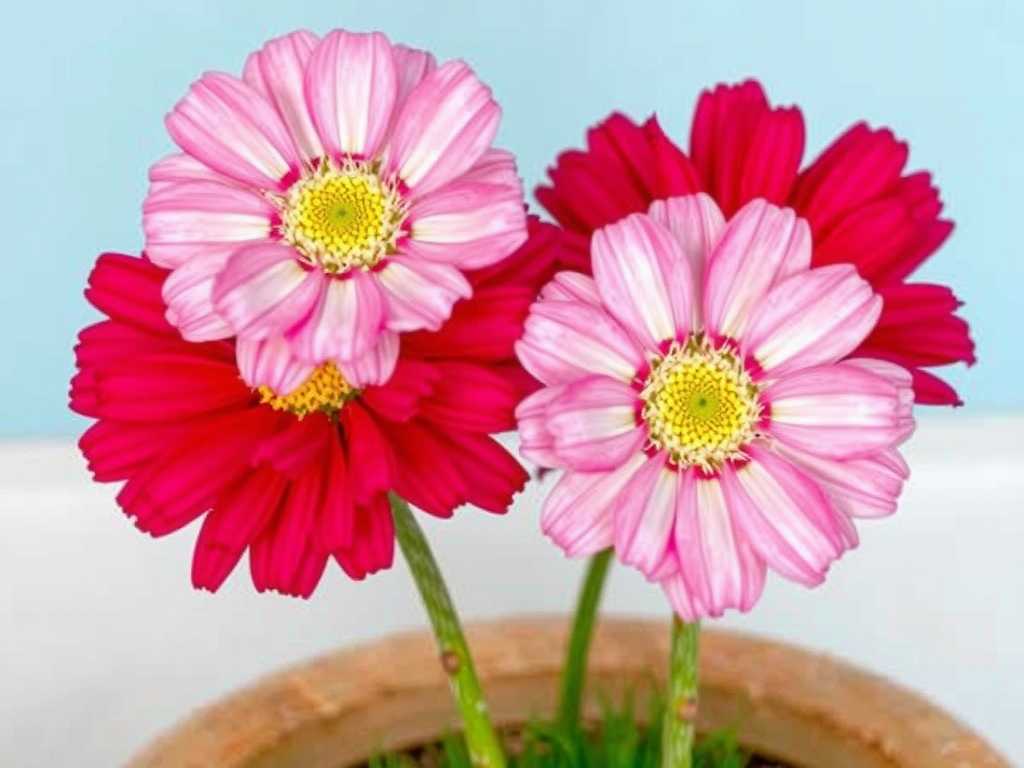 How to Care for 3 Major Dianthus Varieties? Practical Cultivation Tips(1)