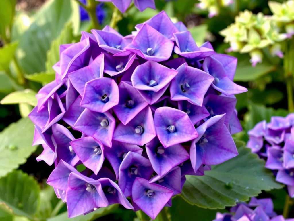 How to Care for Different Hydrangea Varieties? Simple Care Tips