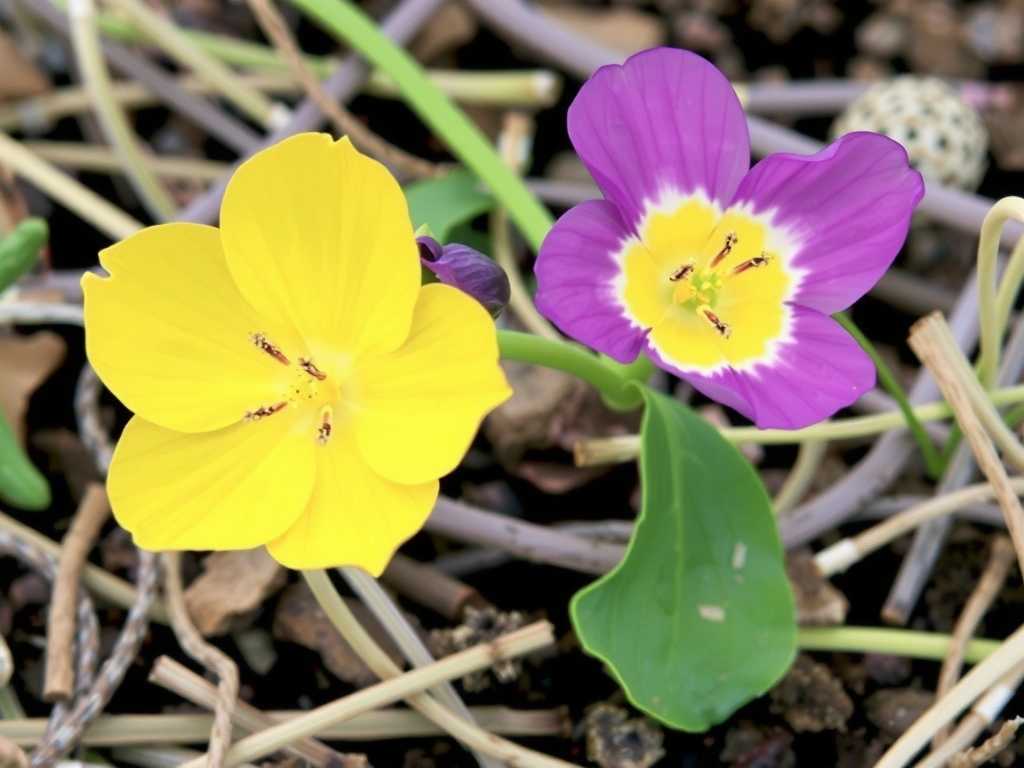 How to Quickly Recognize Four-Season Primrose Varieties and Single-Season Primrose Varieties?