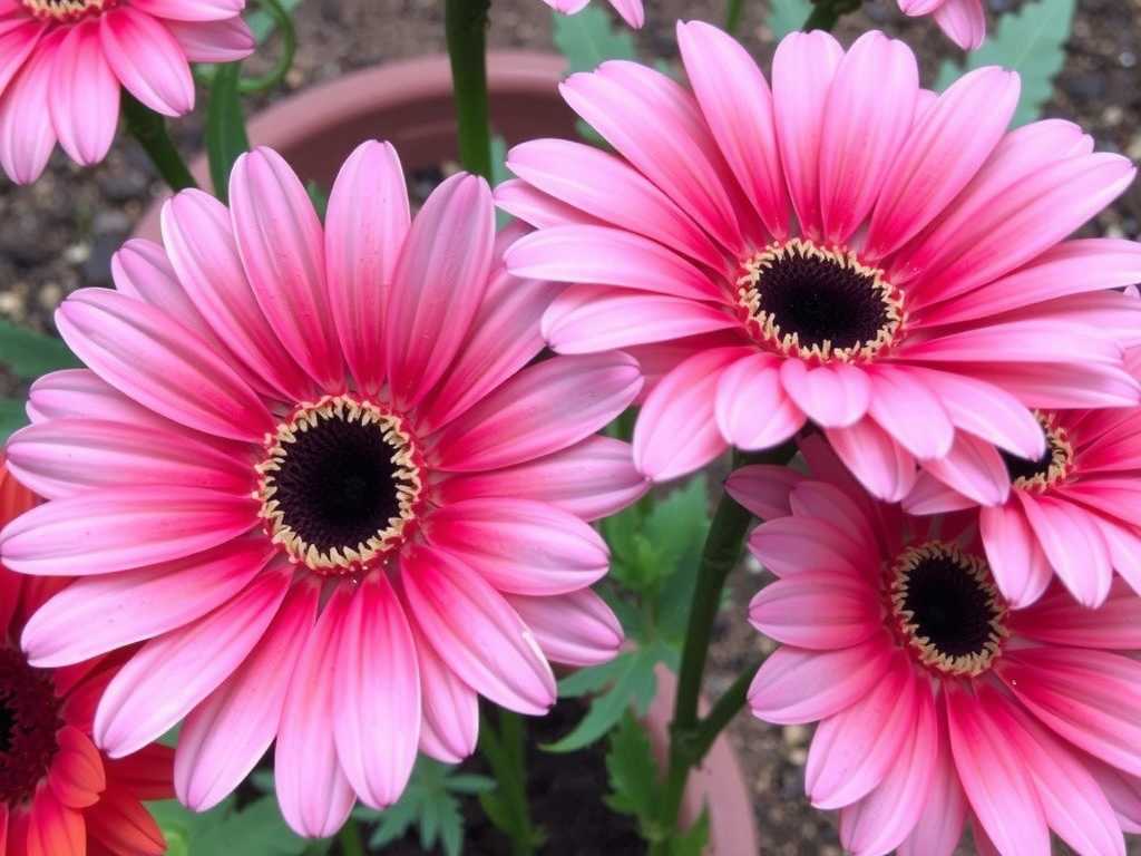 How to treat root rot and leafminers on gerbera daisies(1)