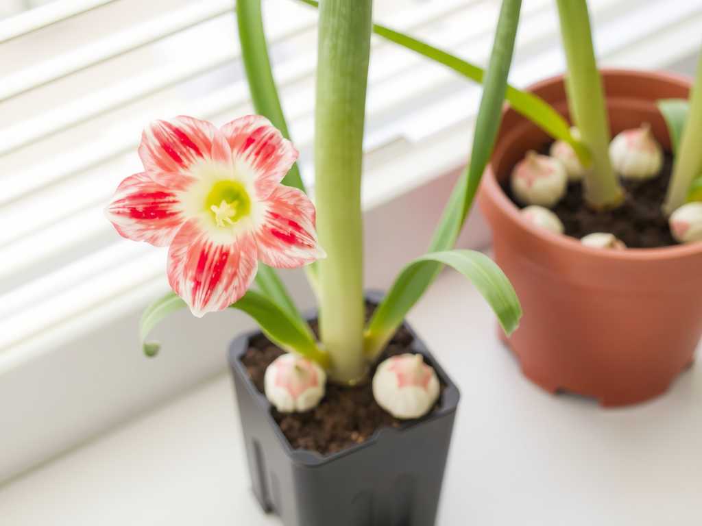 How to adjust the shallow planting depth of amaryllis bulbs when repotting(1)