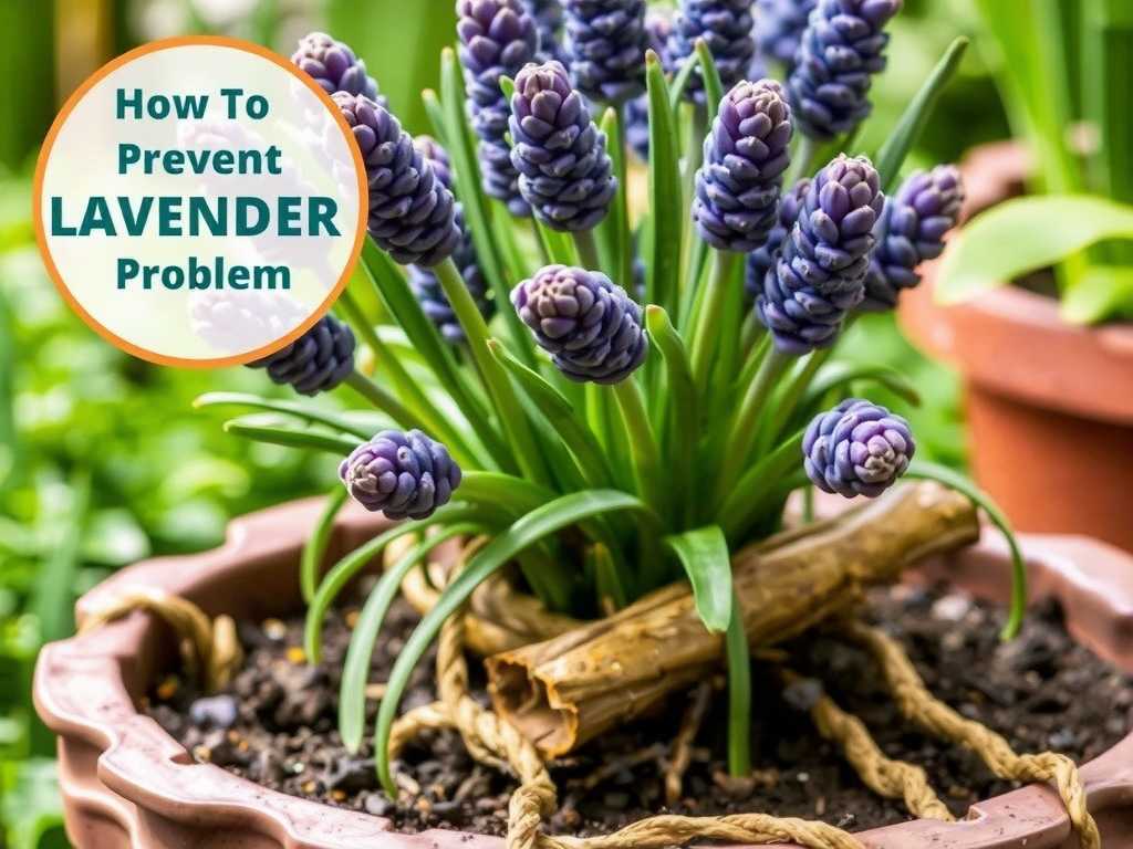 How to prevent the root rot problem of lavender after repotting