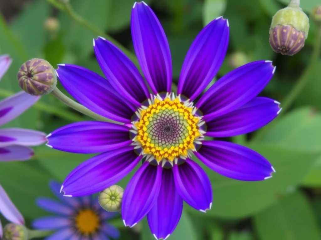 How to Identify Common Gazania Varieties?(1)