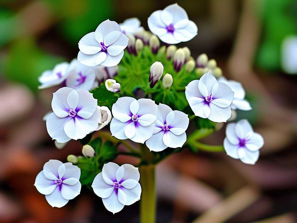 How to Care for White vs Purple Alyssum (Guide)