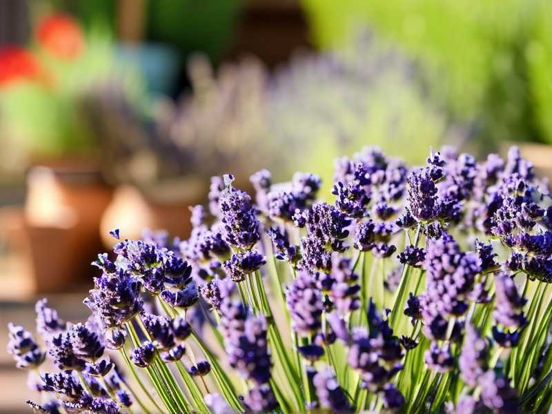 How to Grow Fragrant vs Regular Lavender Varieties (Guide)