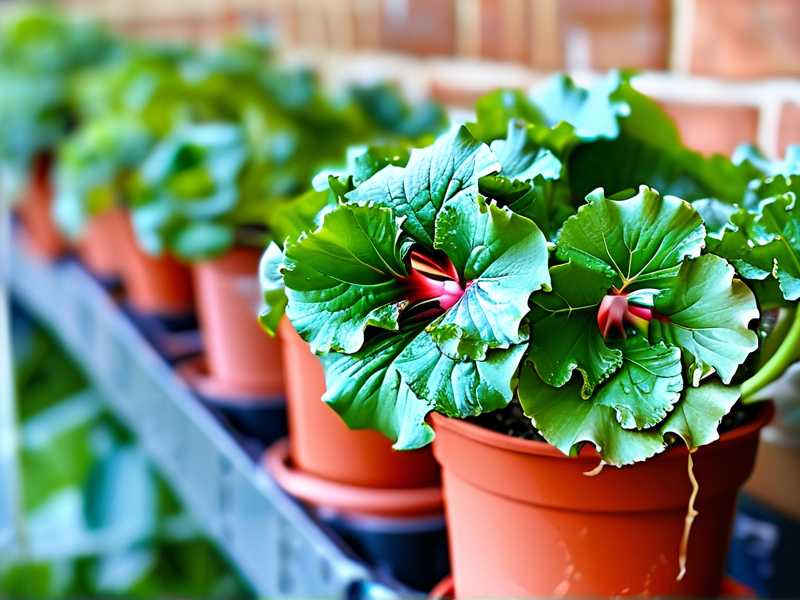 How to Revive a Dying Begonia Tuber (Fast Fix) How to Revive a Dying Begonia Tuber (Fast Fix)