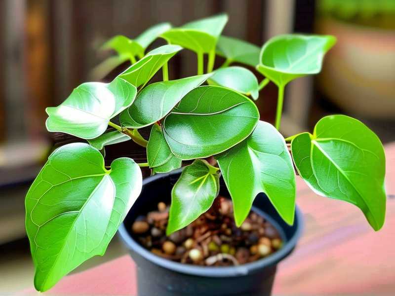 How to Prune Hoya Polyneura for More Flowers (Step-by-Step)