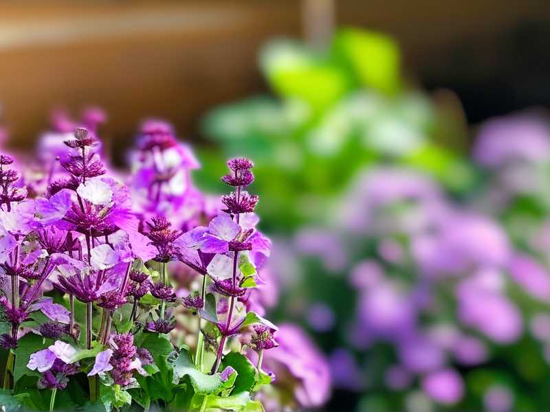 How to Grow Healthy Salvia for Beginners (Easy Guide)