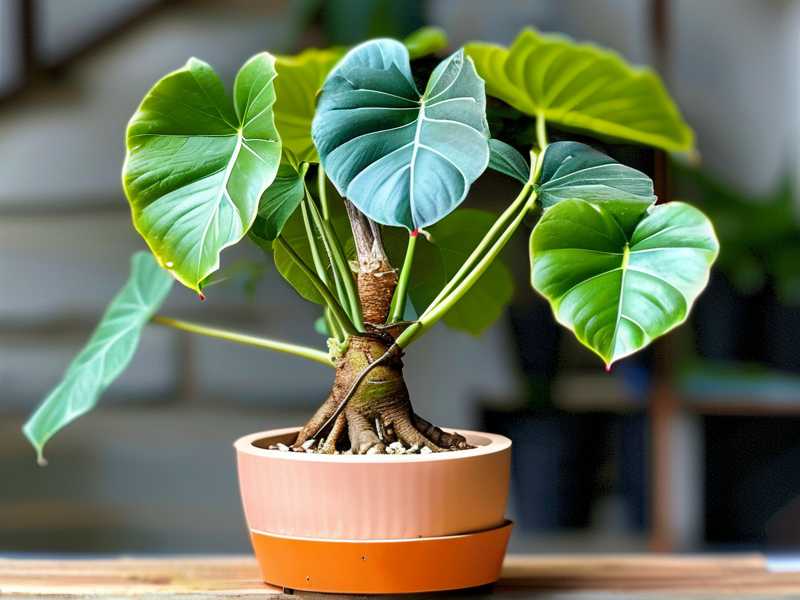 How to Water Philodendron Selloum Without Root Rot (Pro Tips)(1) How to Water Philodendron Selloum Without Root Rot (Pro Tips)(1)
