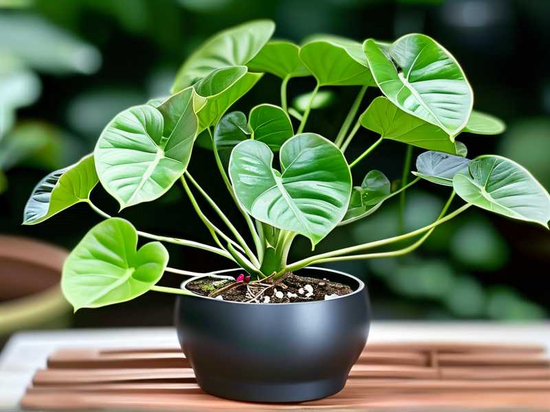 How to Water Philodendron Moonlight Without Root Rot (Pro Tips)