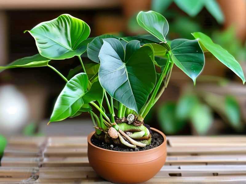 How to Water Philodendron Moonlight Without Root Rot (Pro Tips)(1) How to Water Philodendron Moonlight Without Root Rot (Pro Tips)(1)
