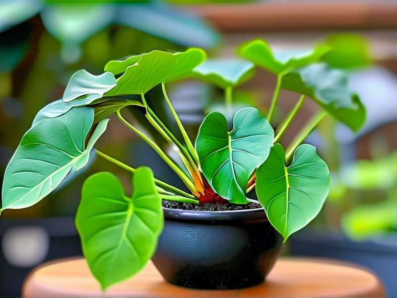 How to Water Philodendron Birkin Without Root Rot (Pro Tips)(1) How to Water Philodendron Birkin Without Root Rot (Pro Tips)(1)