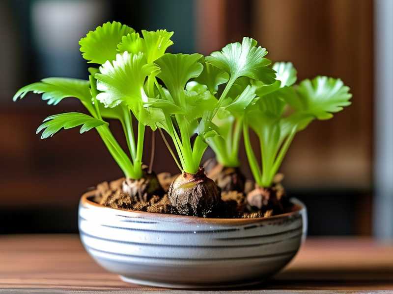 How to Revive a Dying Ginger (Fast Fix) How to Revive a Dying Ginger (Fast Fix)