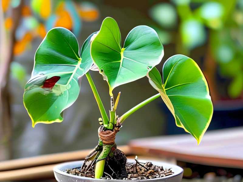 How to Water Philodendron Brasil Without Root Rot (Pro Tips)(1) How to Water Philodendron Brasil Without Root Rot (Pro Tips)(1)